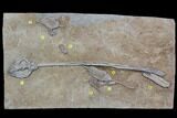 Spectacular, Crinoid Plate ( species) - Crawfordsville #92525-3